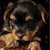 Cute Puppies Images Live Wallpaper icon