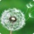 Dandelion HD Live Wallpaper icon