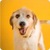 Happy Dog Live Wallpaper icon