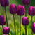 Purple Tulips Live Wallpaper icon
