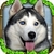 Stray Dog Simulator safe icon