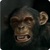 Evil Monkey 3D Live Wallpaper icon