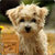 Cute Puppy dogs Live Wallpaper icon