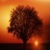 Yellow Evening Tree Silhouette Live Wallpaper icon