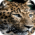 Leopard HD Live Wallpaper icon