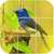 Bird Puzzle Games icon