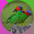 Dazzling Exotic Birds icon