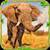 Furious Elephant Simulator  icon