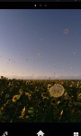 Sunflowers Fields Live Wallpaper screenshot 1/1