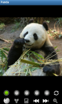 Panda : Zoo Wild Animals screenshot 1/6