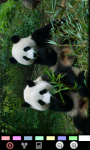 Panda : Zoo Wild Animals screenshot 5/6