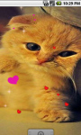 Cute Kitty cat Live Wallpaper screenshot 1/4