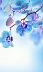 Spring Flowers Wallpaper for Android screenshot 1/6
