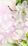 Spring Flowers Wallpaper for Android screenshot 5/6