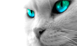 Awesome Cat Wallpapers HD screenshot 3/4