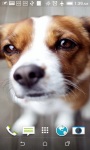 Cute Puppy HD Live Wallpapers screenshot 3/4