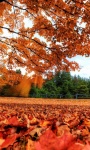 Beautiful Pictures in the autumn Wallpaper screenshot 1/6