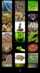 Snakes Wallpapers by Nisavac Wallpapers screenshot 2/5