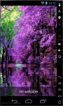 Lilac Blooming Live Wallpaper screenshot 2/2