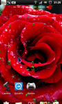 Red Rose Live Wallpaper SMM screenshot 1/3