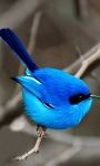 Blue Bird LWP screenshot 2/3
