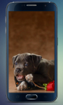 Amazing Puppies Live Wallpaper screenshot 1/3