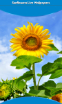 Top Sunflowers Live Wallpapers screenshot 1/6