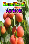 Benefits of Apricots screenshot 1/3