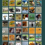 Animal Picture Gallery screenshot 1/1