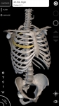 Sistema Muscolare Anatomia 3D overall screenshot 2/6