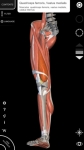 Sistema Muscolare Anatomia 3D overall screenshot 4/6