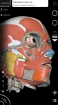 Sistema Muscolare Anatomia 3D overall screenshot 5/6