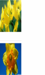 Daffodils flower wallpaper HD screenshot 3/3