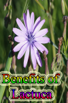 Benefits of Lactuca screenshot 1/3