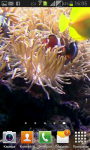 Fish underwater video LiveWP screenshot 4/4