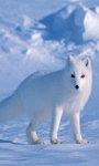 Arctic Fox Wallpaper Image screenshot 1/4