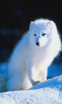 Arctic Fox Wallpaper Image screenshot 2/4