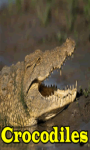 Crocodiles screenshot 1/3