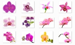Orchid Flowers Onet Classic Game screenshot 1/3