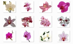 Orchid Flowers Onet Classic Game screenshot 2/3