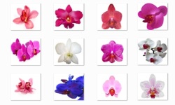 Orchid Flowers Onet Classic Game screenshot 3/3