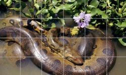 Anaconda Snake Puzzle screenshot 2/4
