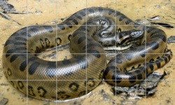 Anaconda Snake Puzzle screenshot 3/4