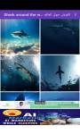 Shark around the world 4K القرش screenshot 1/6