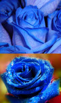 Blue Roses Gallery and LiveWP screenshot 2/3