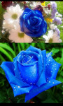 Blue Roses Gallery and LiveWP screenshot 3/3