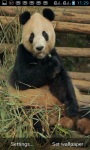 PANDA EATING AT ZOO LWP screenshot 1/3