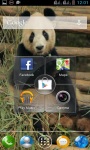 PANDA EATING AT ZOO LWP screenshot 3/3