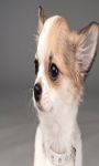 Cute Dogs With Cute Face Wallpaper screenshot 3/3