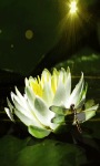 Lotus Flower Lwp screenshot 1/3